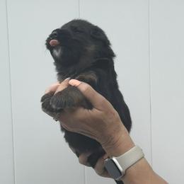 Jax - Black and red male German Shepherd puppy in Buena, New Jersey from Beauty and the Beast