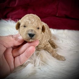 Allie - Apricot female Poodle puppy in Newcomerstown, Ohio from Sheri’s Lil Angel’s