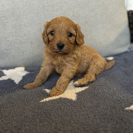 Cavapoo - Red male Cavapoo puppy in Oklahoma from Whiteley Cavapoos & Dachshunds