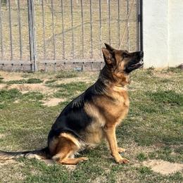 Kix - German Shepherd