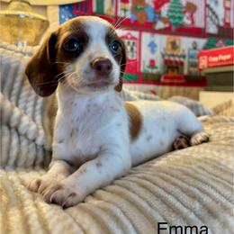 Emma - Piebald female Dachshund puppy in Aiken, South Carolina from State Eight Dachshunds