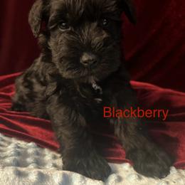Male 3 - Black male Miniature Schnauzer puppy in Granville, Ohio from Shull Mini Schnauzers