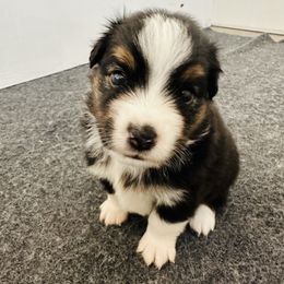 Gram - Black tri male Toy Australian Shepherd puppy in Norco, California from Joyfulpuppies