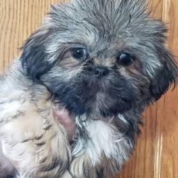 Aussiedoodle, Miniature Australian Shepherd, Poodle, Shihpoo, Shih Tzu, and Toy Australian Shepherd Puppies from Gemini Kennels
