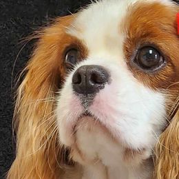 Jazz - Cavalier King Charles Spaniel