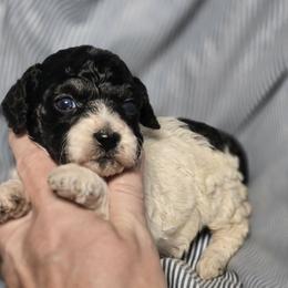 Porsche - Black and white female Cockapoo puppy in West Point, Mississippi from Golden Paws