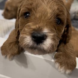 Goldendoodle Puppies from Graystone Doodles