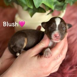 Blush - Red tri-color female Aussiedoodle puppy in Lancaster, Minnesota from Finney Ranch