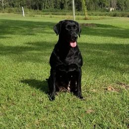 "Cedar Swamp's She Likes It RN " Labrador Retriever All Grown Up from Cedar Swamp Retrievers