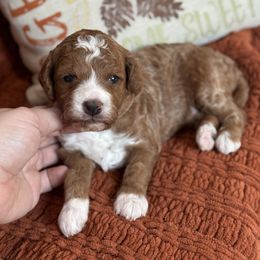 Brie - Red  female Goldendoodle puppy in Wharton, Texas from Little Fur Friends