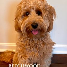 Bella - Goldendoodle