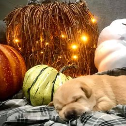 Labrador Retriever Puppies from Palmetto Creek Kennels & Gundogs, LLC