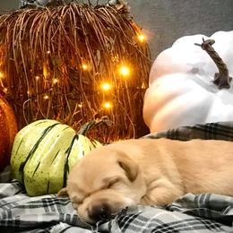 Labrador Retriever Puppies from Palmetto Creek Kennels & Gundogs, LLC