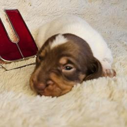 Chocolate and tan pie male - Piebald male Dachshund puppy in Herald, California from Bluegum Dachshunds