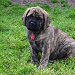 Mastiff Puppies from Mastiffs of Middle Earth