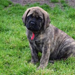 Mastiff Puppies from Mastiffs of Middle Earth