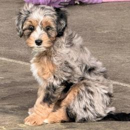 Morgan - Merle female Sheepadoodle puppy in Roseburg, Oregon from Sharon’s Sheepadoodle’s