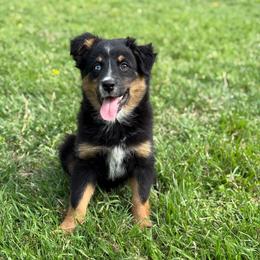 Copper Creek Jack - Black tri male Miniature Australian Shepherd puppy in Waxahachie, Texas from Forever Holmes Aussies