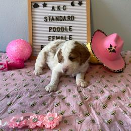 Dutchess - Parti female Poodle puppy in Port Saint Lucie, Florida from Abbott Standard Poodles