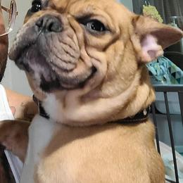 French Bulldogs and Silky Terriers from Fur-Ever Friends