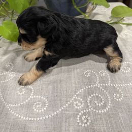 Miniature Schnauzer Puppies from Walker Miniature Schnauzers