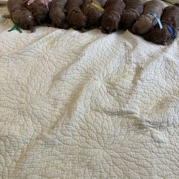 Girl 2 - Goldendoodle puppy in Mississippi from Beck's Doodles