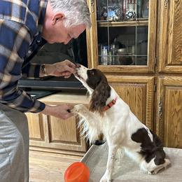 Pumpkin shaking hands - White and liver English Springer Spaniel puppy in Watkinsville, Georgia from DAYSPRINGERS