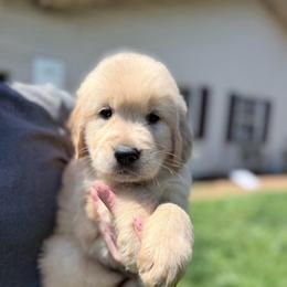 Roll Tide - Golden male Golden Retriever puppy in Warrenton, Virginia from Four Lochs LLC