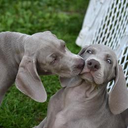 Weimaraner Puppies from Platinum Weimaraners