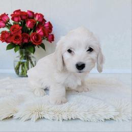 Copper cream silky wire perfect health check up - Cream male Dachshund puppy in Richmond, Virginia from Irresistible Dachshunds & Cavaliers