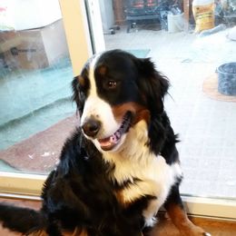 Bernese Mountain Dog All Grown Up from Adirondack Berners