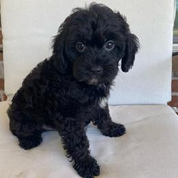 Blackberry - Black male Cavapoo puppy in Van Alstyne, Texas from Home Grown Puppies