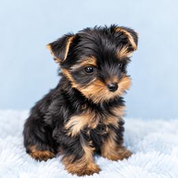 Maltese and Yorkshire Terrier Puppies from Maltese Dollhouse