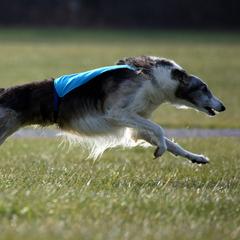 Borzois from Teine Borzoi