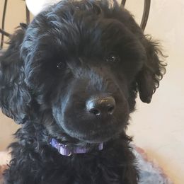 Sapphire - Portuguese Water Dog puppy in Rifle, Colorado from Wynsumly