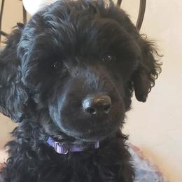 Sapphire - Portuguese Water Dog puppy in Rifle, Colorado from Wynsumly
