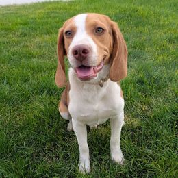 Copper - Beagle