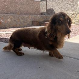 Chia - Dachshund