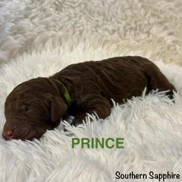 Prince - Chocolate male Goldendoodle puppy in Jonesboro, Arkansas from N. E. Arkansas Goldens and Doodles