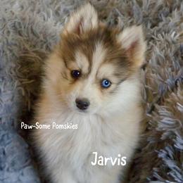 Jarvis - Silver and white male Pomsky puppy in Krum, Texas from Paw-Some Pomskies