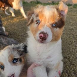 Toast (Black) - Red merle male Australian Shepherd puppy in Vona, Colorado from Dyna Aussies