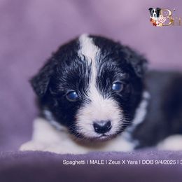 Spaghetti - Black and white male Border Collie puppy in Bryantown, Maryland from Bellaclan Border Collies