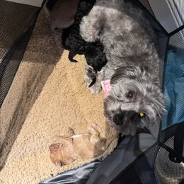 Yorkipoo Puppies from Racquel Smith