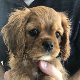 Cavalier King Charles Spaniel Puppies from Seaborne Cavalier King Charles Spaniels