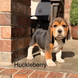 Huckleberry - Black tan and white male Beagle puppy in Mansfield, Missouri from Rippee Creek Kennel