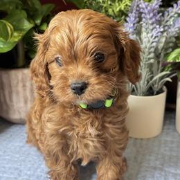 Hudson - Red male Cavapoo puppy in Grove, Oklahoma from Rocky Oak Cavaliers & Biewer Terriers LLC