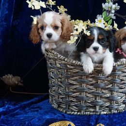 Cavalier King Charles Spaniel Puppies from Karlee Gray Stone Cavaliers