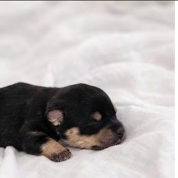 Rocks - Parti male Miniature Schnauzer puppy in Bellwood, Nebraska from Schnauzers by the Lake