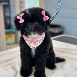 Rapunzel - Black and white female Sheepadoodle puppy in Wharton, Texas from Little Fur Friends