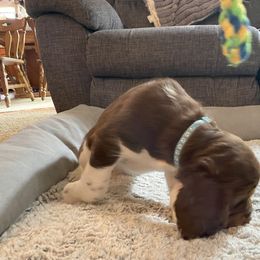 English Springer Spaniel Puppies from Timothy Naylor